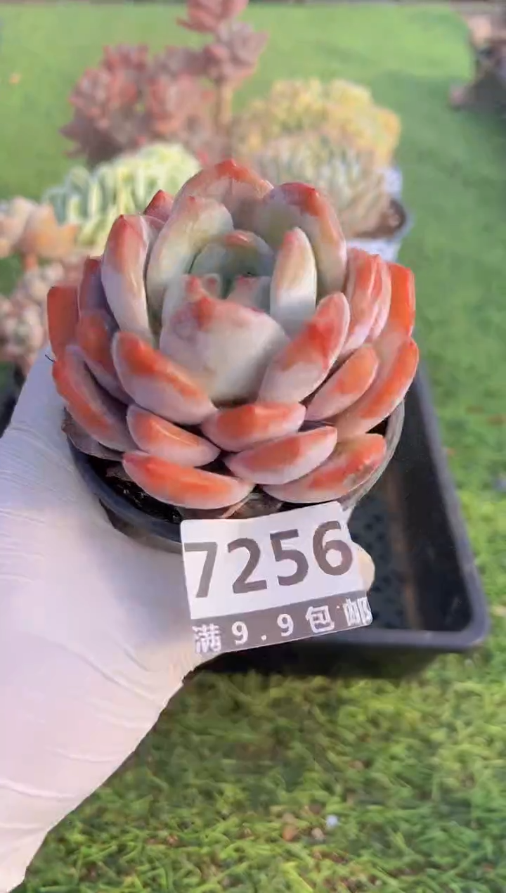 【闪购商品】信福多肉一物一拍