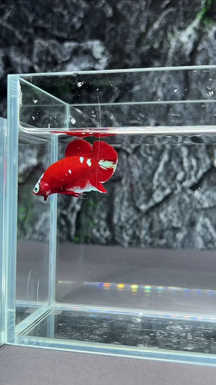 斗鱼竞拍链接A049