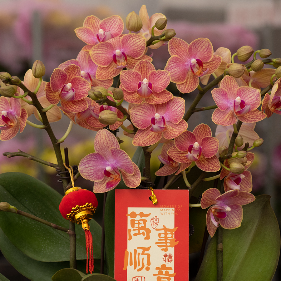 A6【砂糖橘】精品蝴蝶兰