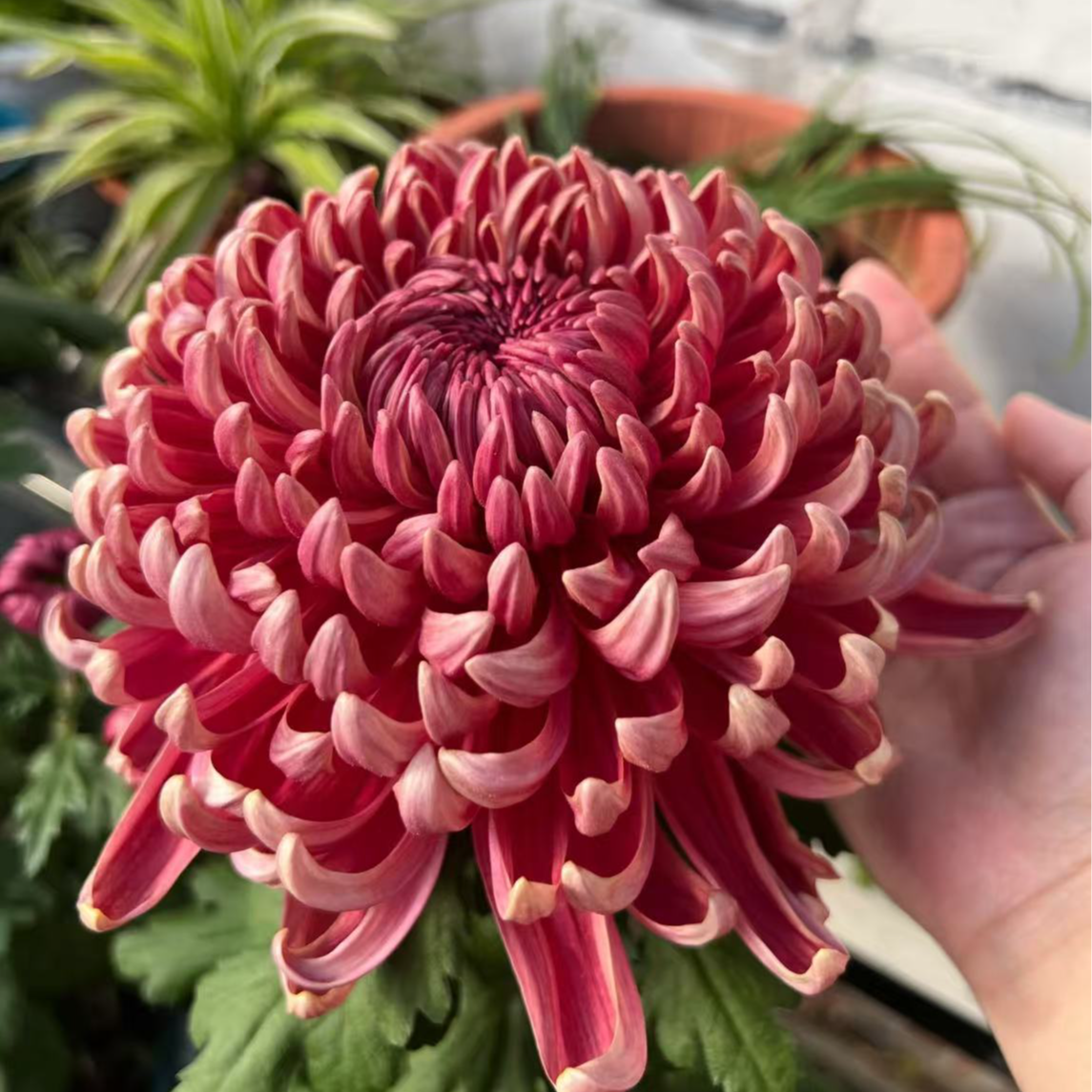 【国华兼六红】独本 带花苞多年生室内外阳台绿植盆栽