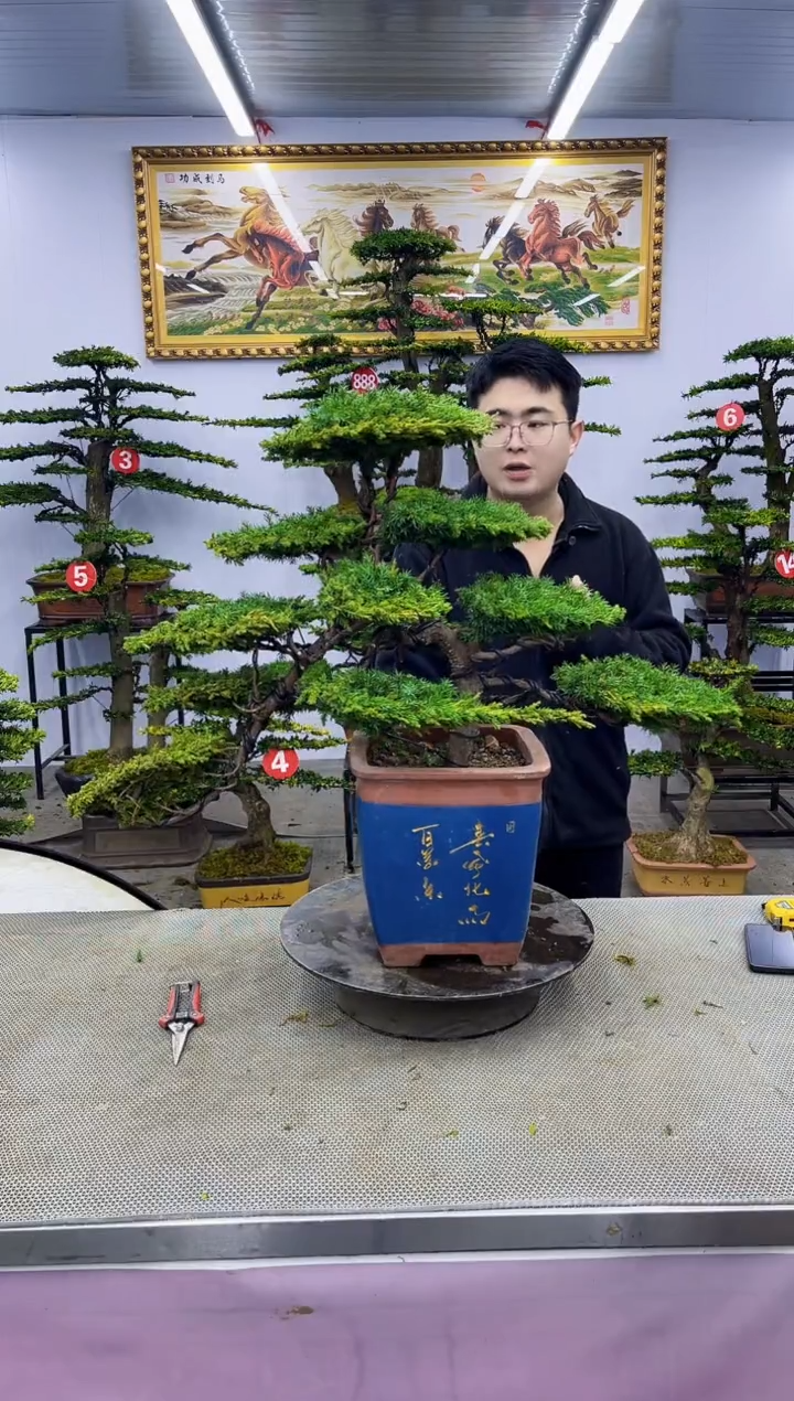 【闪购商品】八斗松/松类活物造型盆景，以直播间截图为啊啊啊啊