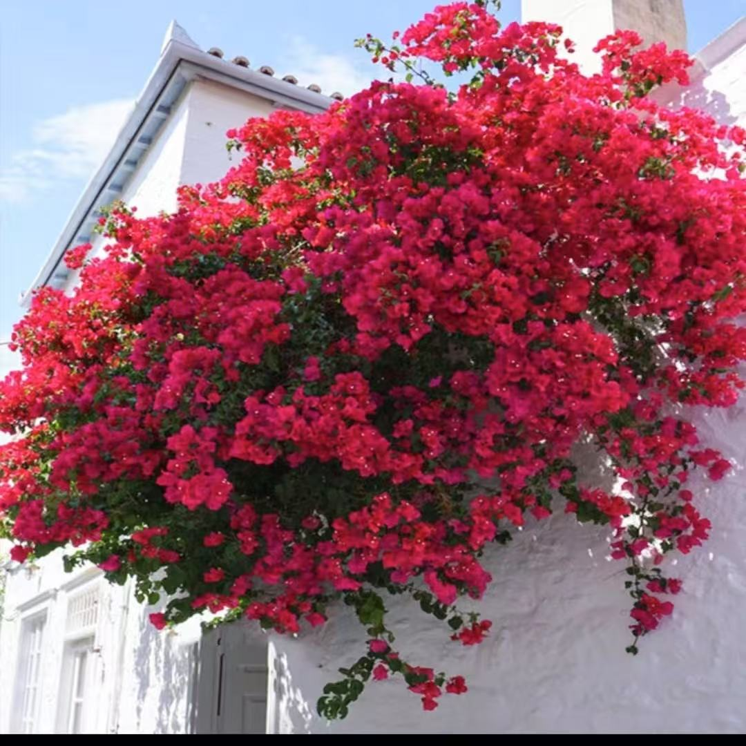 【同安红】护心土球【不带花】发货运输过程中掉花落叶正常情况