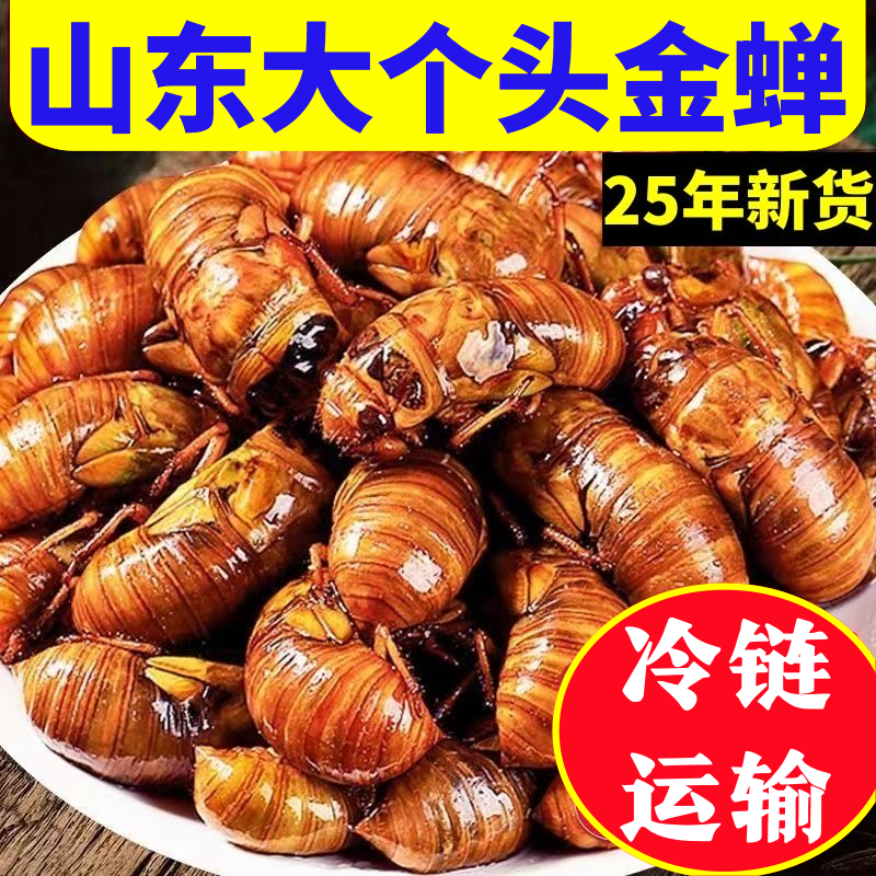 2025年新鲜大金蝉山东野生知了猴大个头爬叉结了龟唐僧肉活体速冻