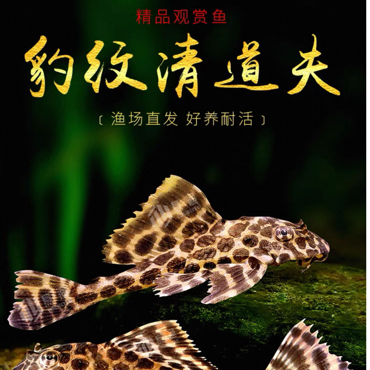 豹纹清道夫活体热带观赏工具鱼可清洁鱼缸除藻耐养好养