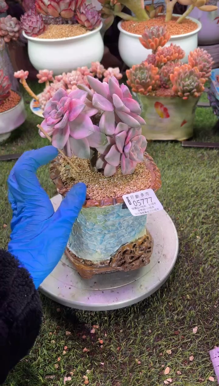 【闪购商品】05777