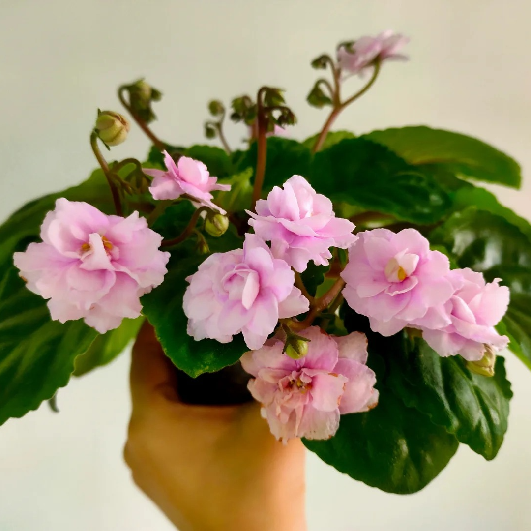 茉莉悬垂 标准款9.5盆 非洲堇 紫罗兰 四季室内开花 多年生草本