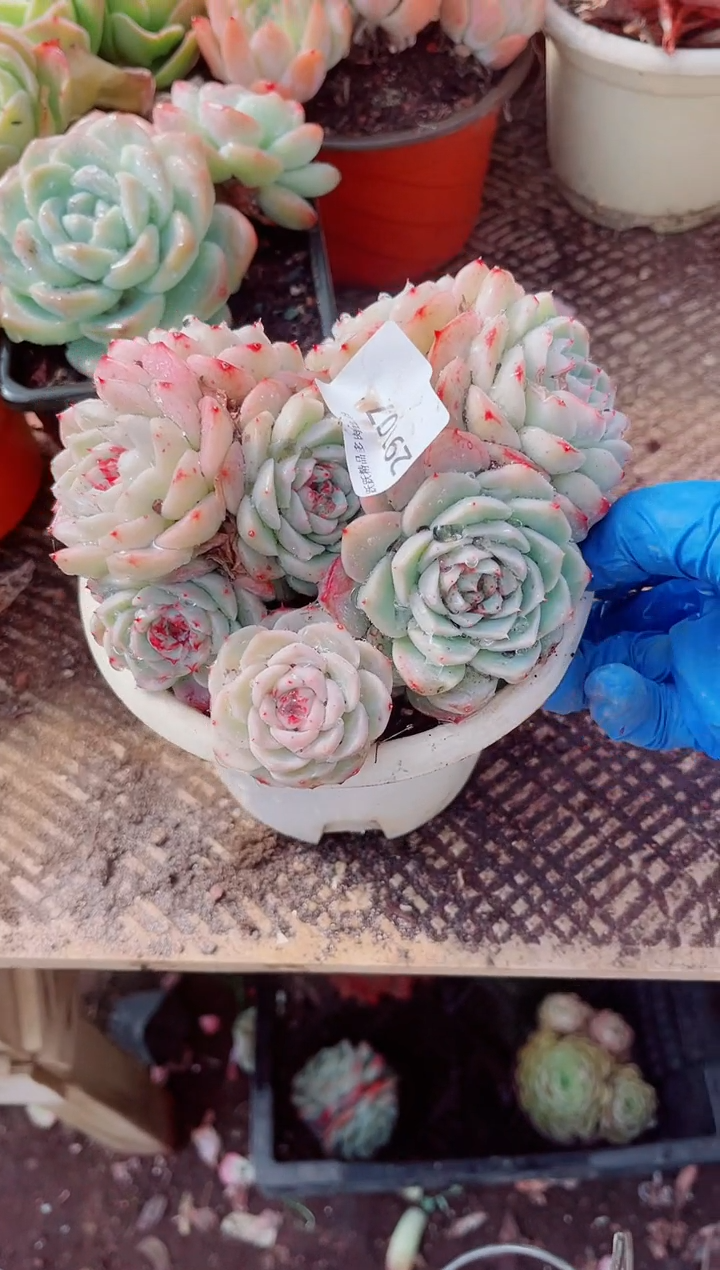 呦*跃跃精品多肉29107