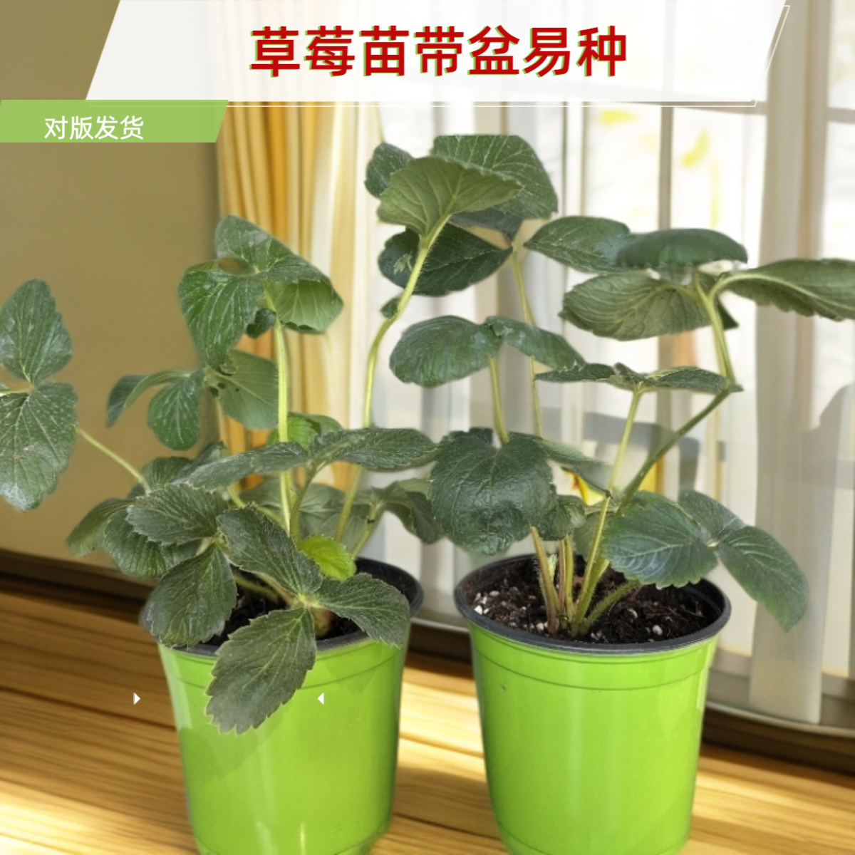 【买二送一草莓苗带盆大全】奶油草莓粉草莓白草莓黑草莓苗阳台庭院