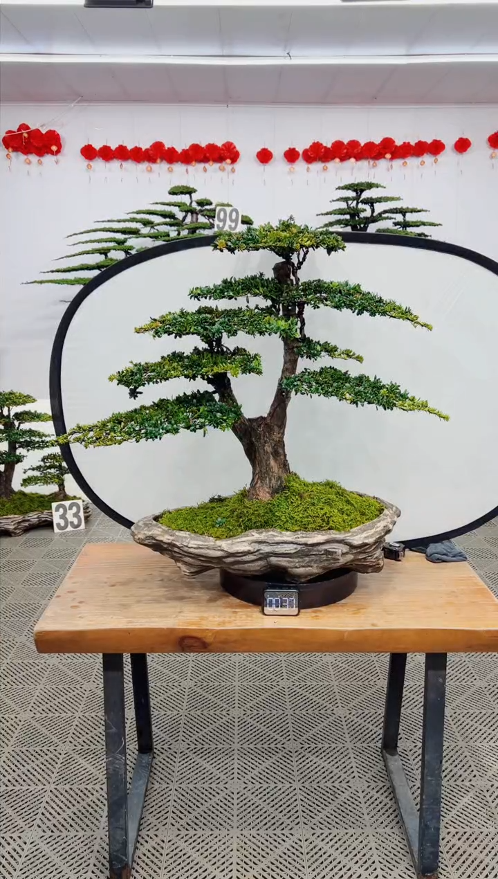 【闪购商品】盆景盆景