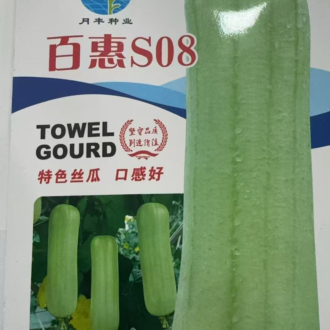 百惠S08丝瓜种子高产早熟肉丝瓜种子