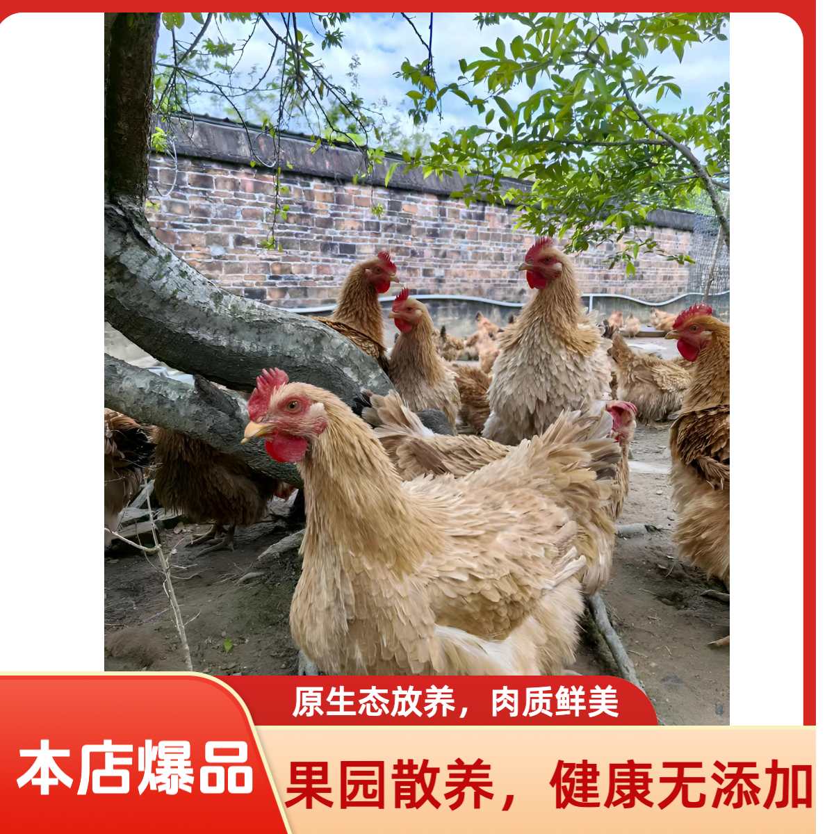 散养麒麟鸡｜皮脆肉嫩｜赠送老白鸽一只、顺丰包邮次日达