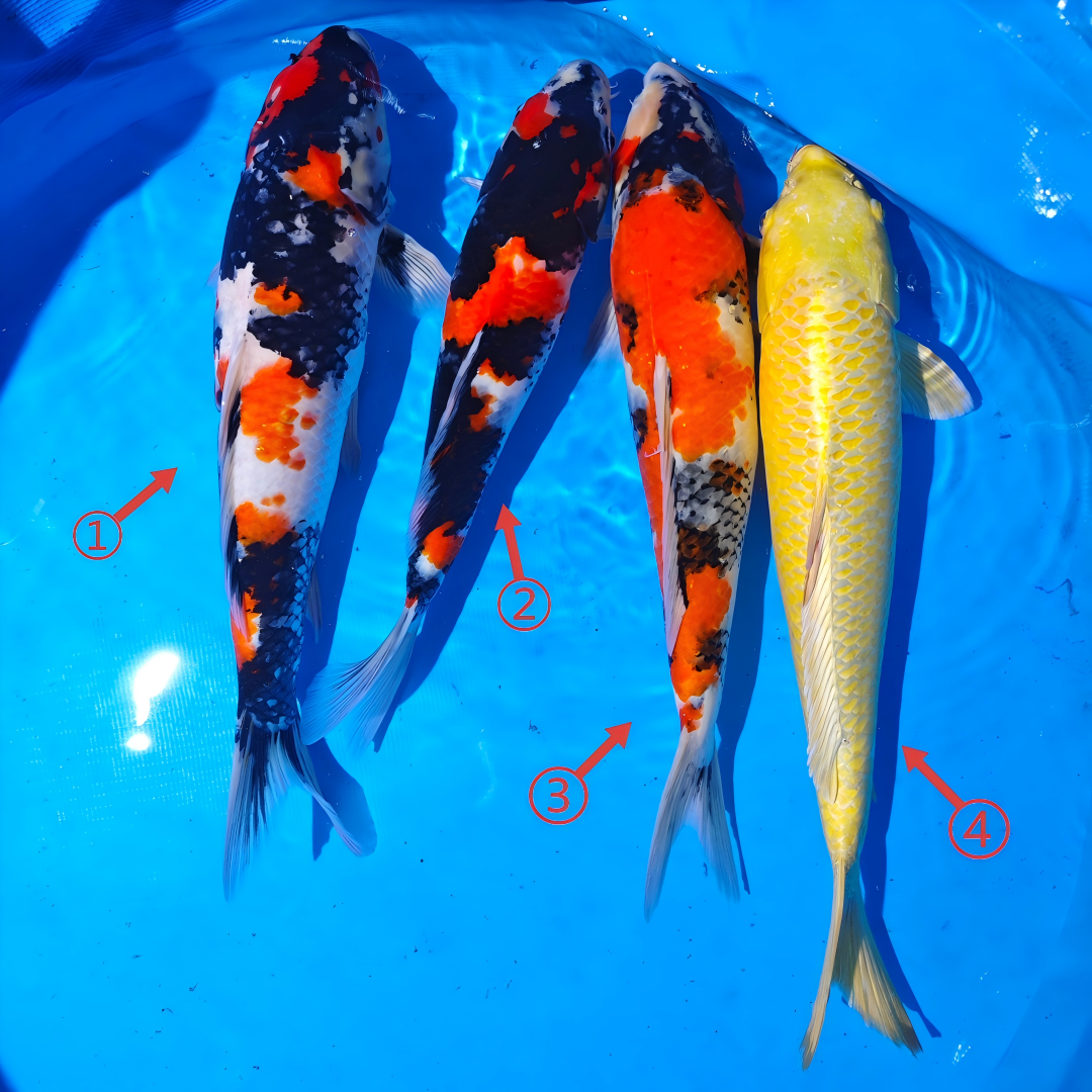 鲤物甄选  血统精品锦鲤 盆照编号自选 顺丰包邮到家 40-45CM