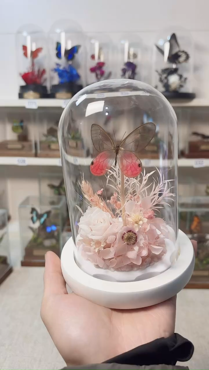 真实的大自然标本