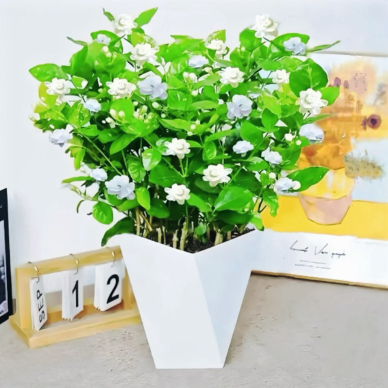 【带花苞】茉莉花盆栽重瓣浓香型花卉绿植室内阳台四季开花不断好养