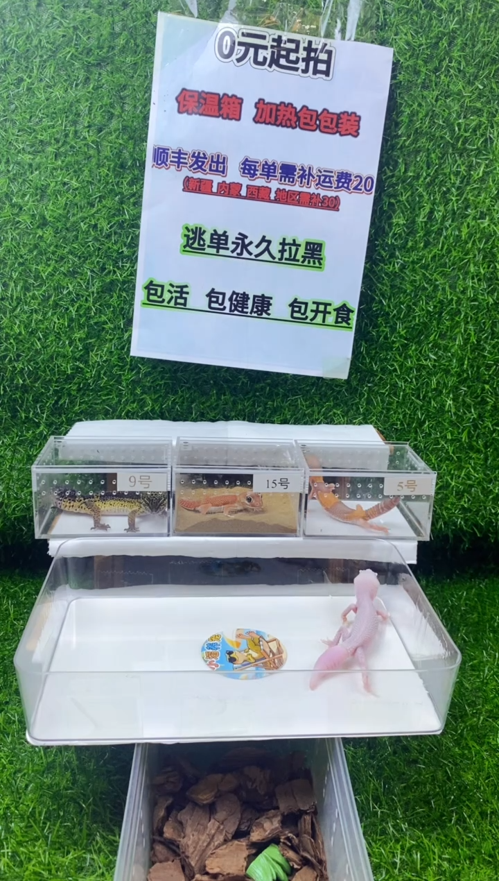 豹纹守宫豹纹守宫幼苗亚成体成体肥尾