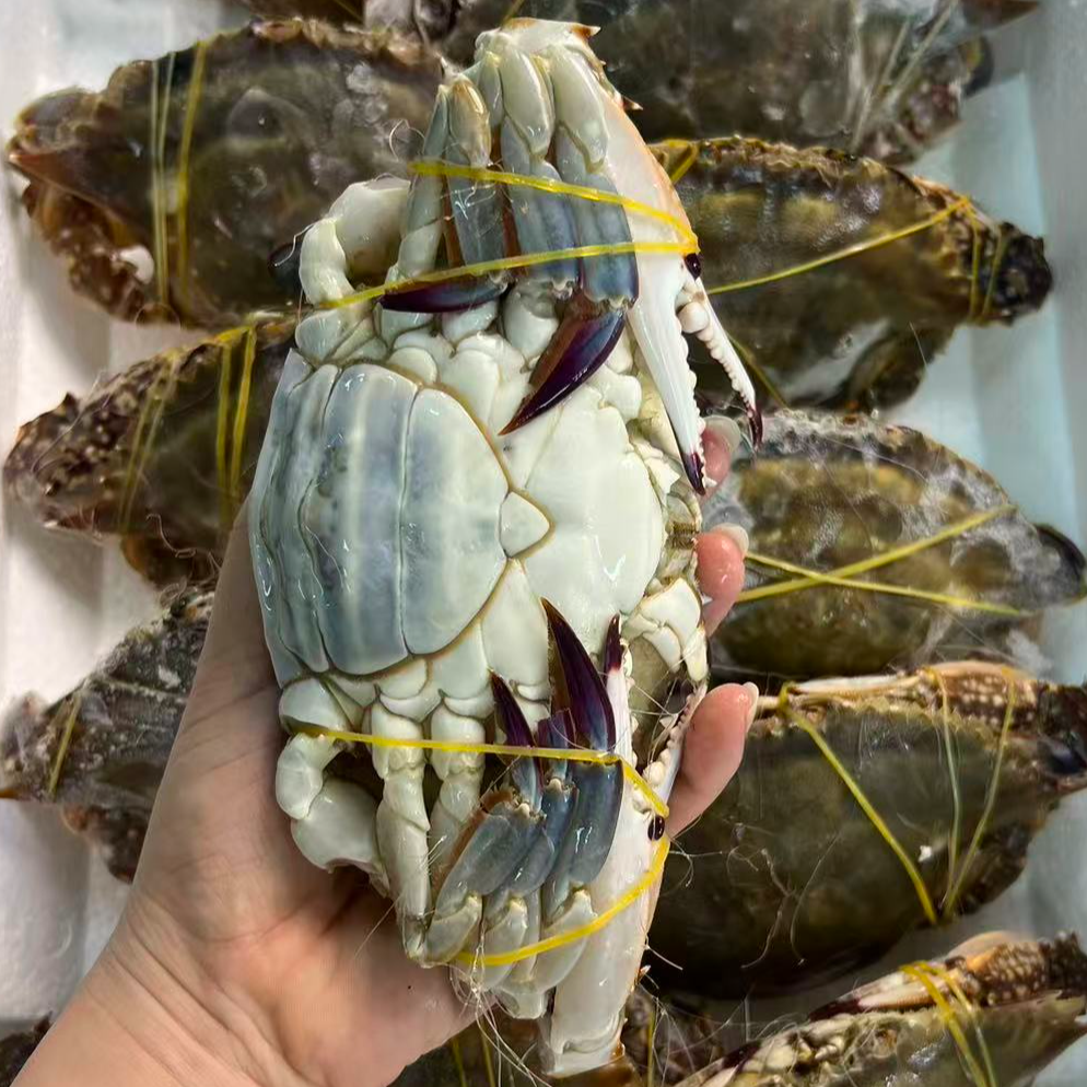 【冻蟹】舟山野生海捕梭子蟹特大肉母蟹 顺丰冷链发货次日达 5两左右/只 净重5斤左右 到手10只