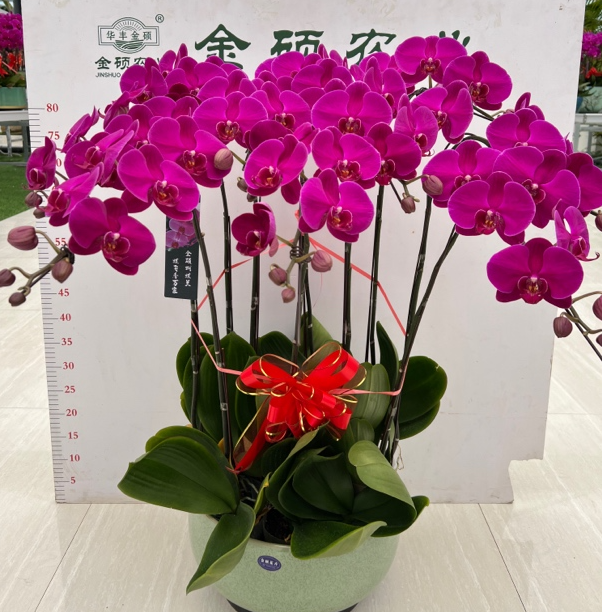 【菏泽金硕蝴蝶兰十枝】金硕蝴蝶兰年宵花陶瓷盆十枝
