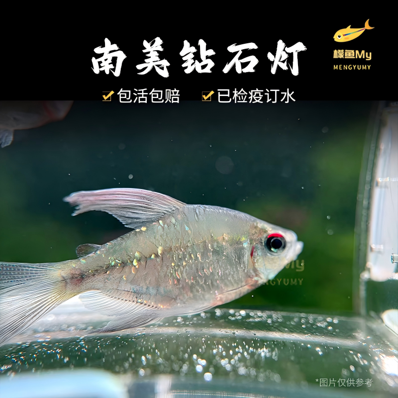 南美钻石灯鱼热带观赏小鱼桌面鱼缸群游灯科淡水鱼纯种南美灯科鱼