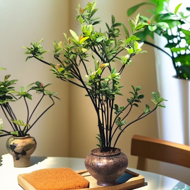 海岛龙船花室内外四季常青可用于客厅茶台装饰的盆栽植物