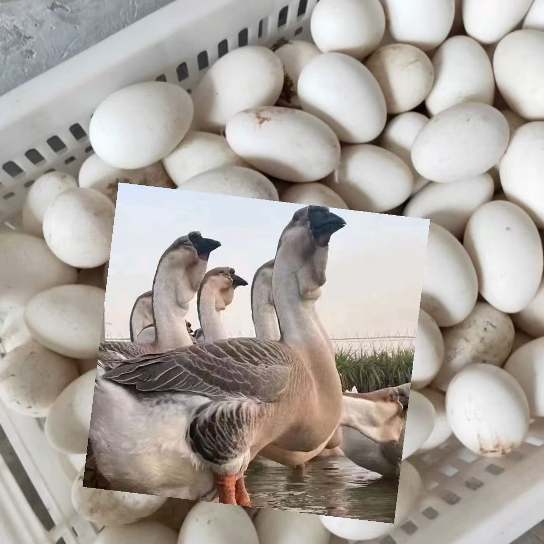 1号（3两）左右顺丰包邮顺丰包邮鲜活蛋类顺丰包邮