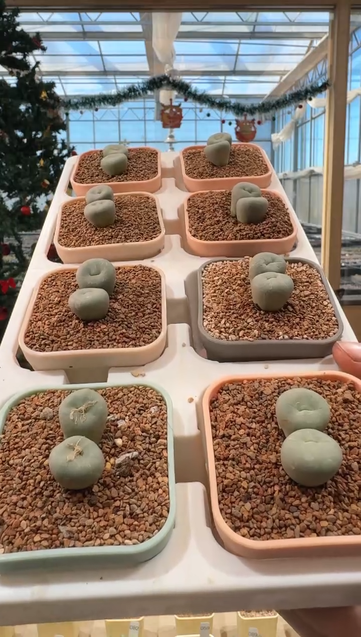 328多肉植物肉锥双头红嘴一颗