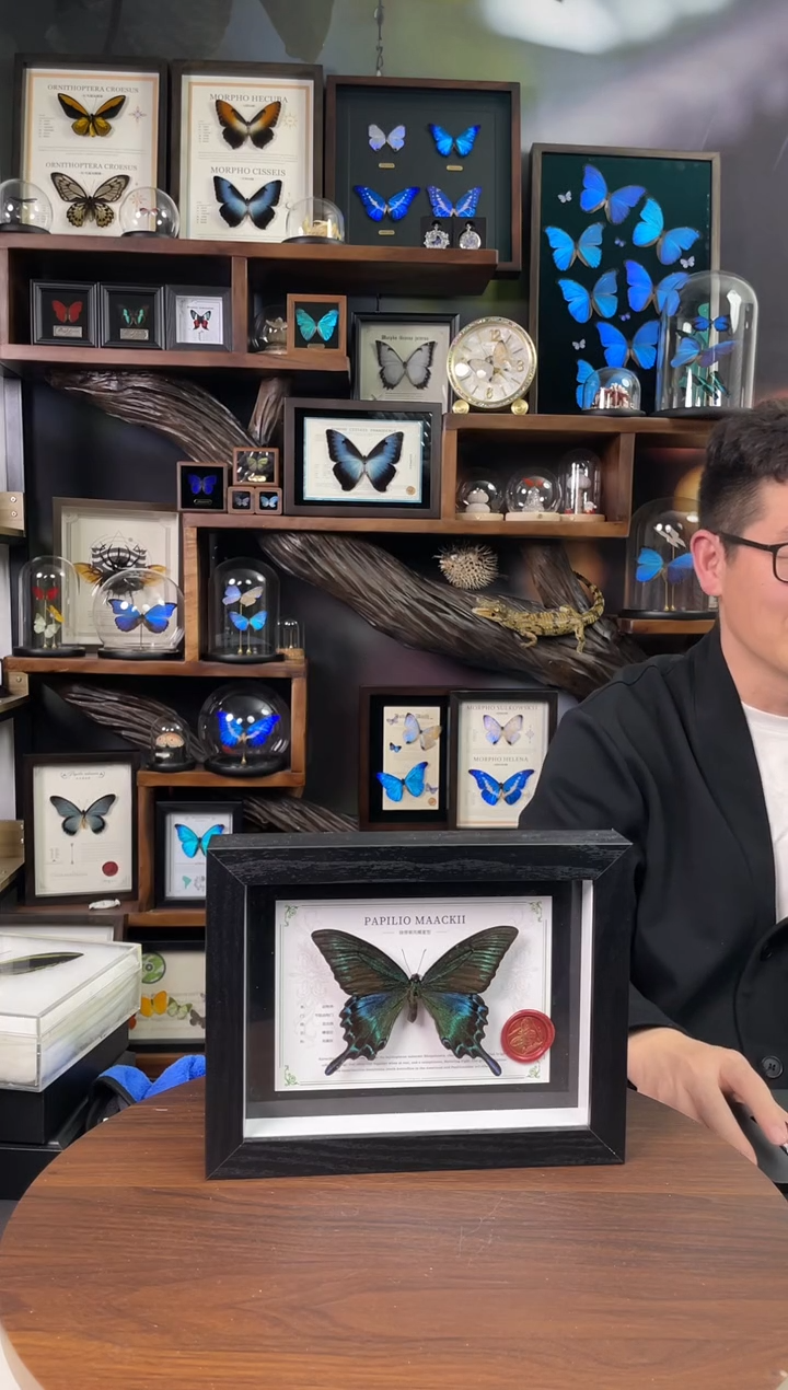 绿带翠凤蝶夏型【8寸黑框】-国风版