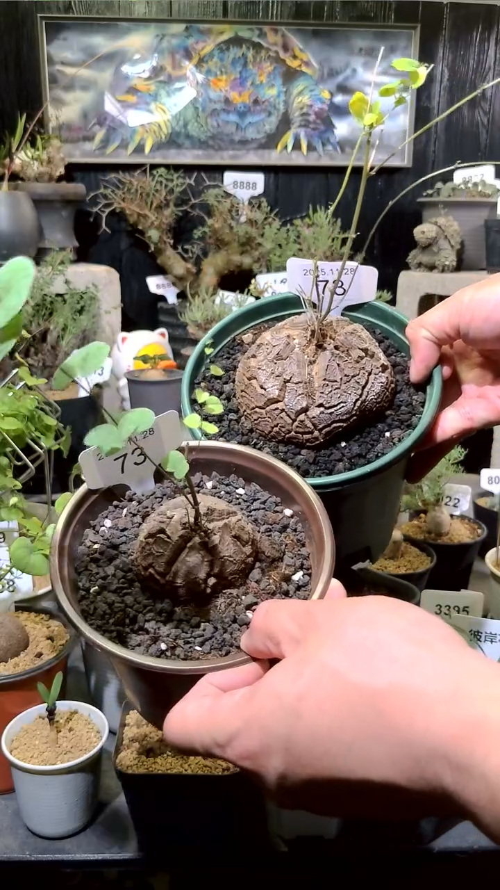 73号1128福利南非龟甲龙买一送一