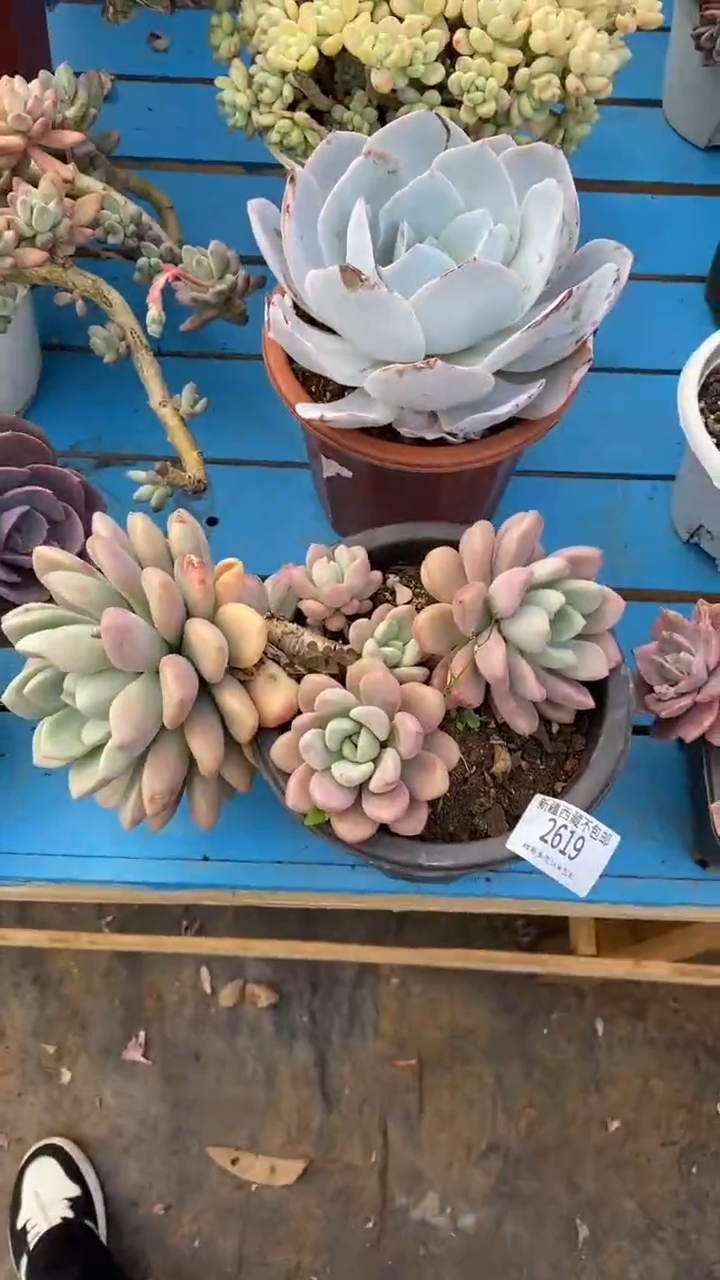 【闪购商品】2619花斑露