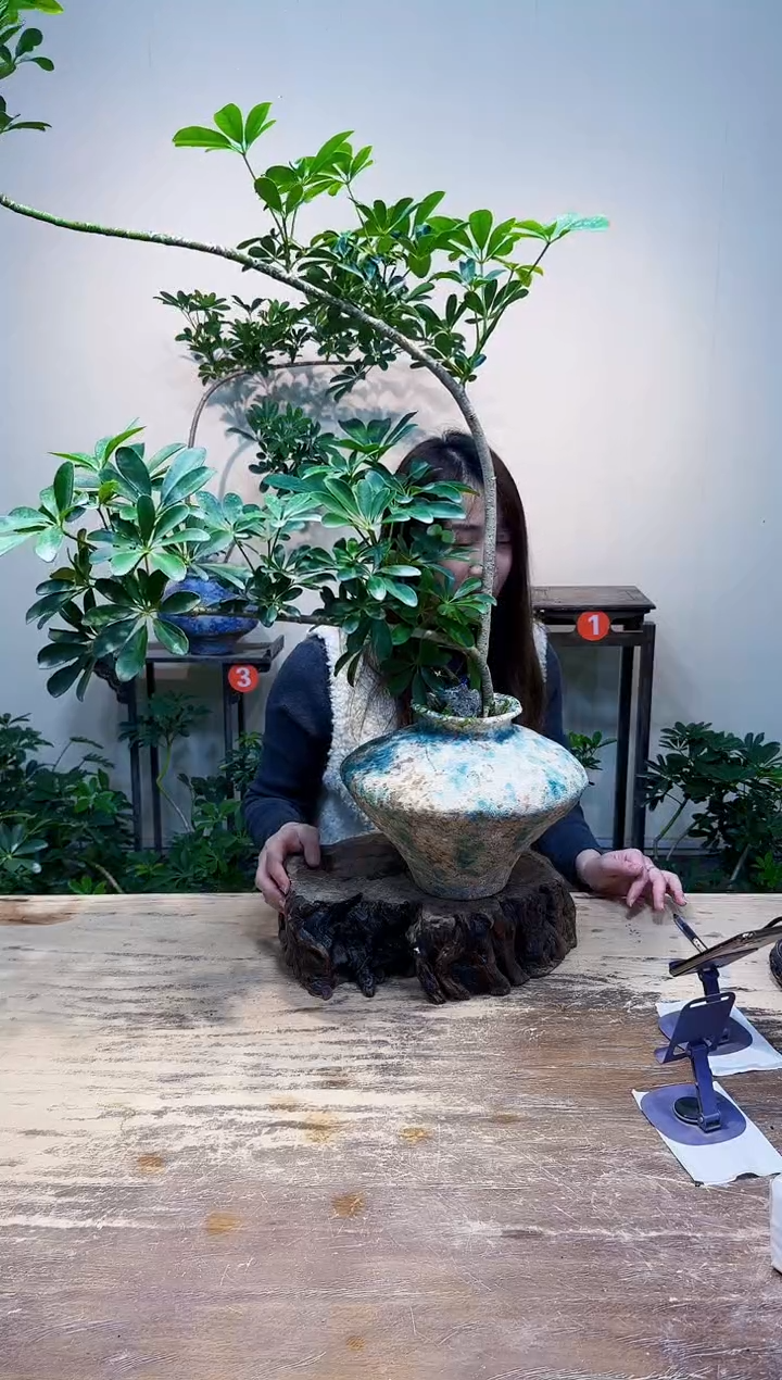 无花朵洋**洋优惠价优惠价458