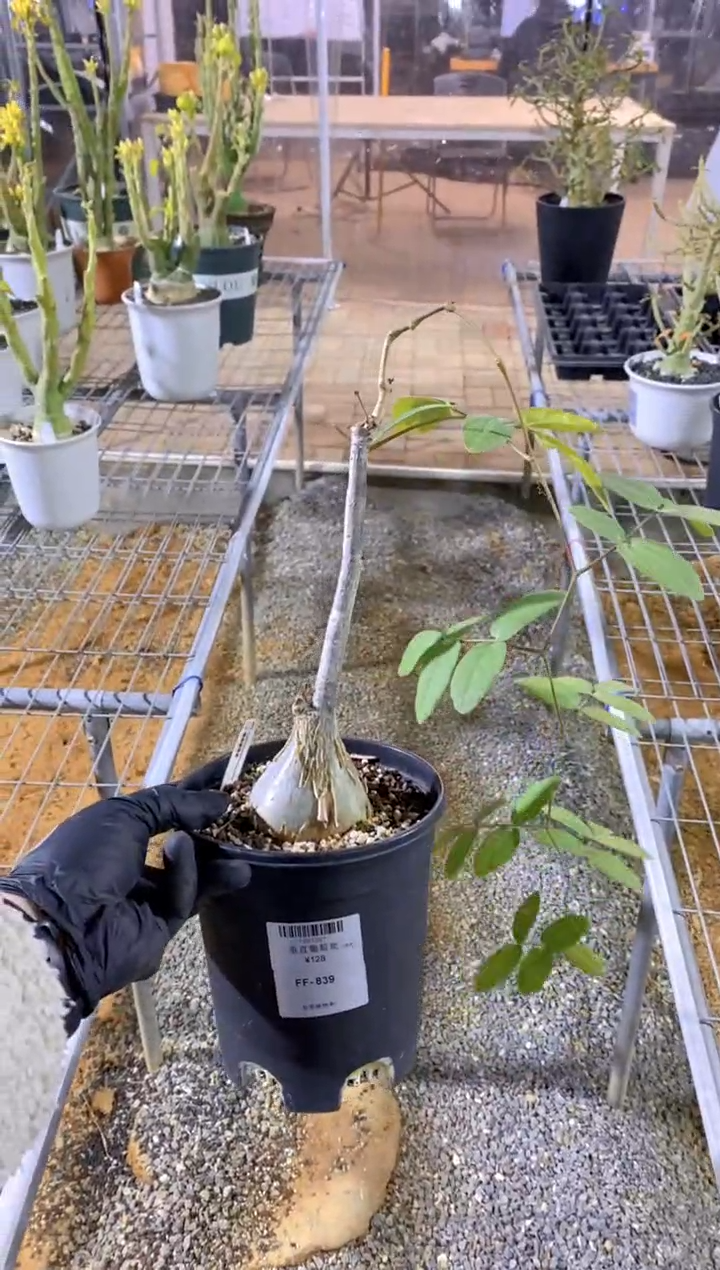 【闪购商品】垂直葡萄翁FF-839