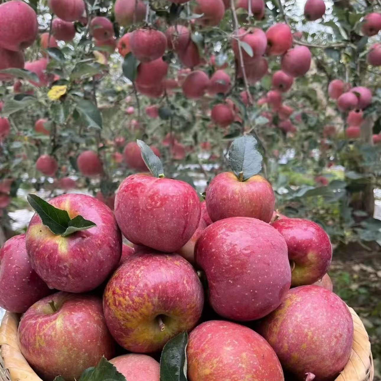 小果【主播源头自采】高原露天乡野丑苹果表皮花麻带黑点（不保糖心）
