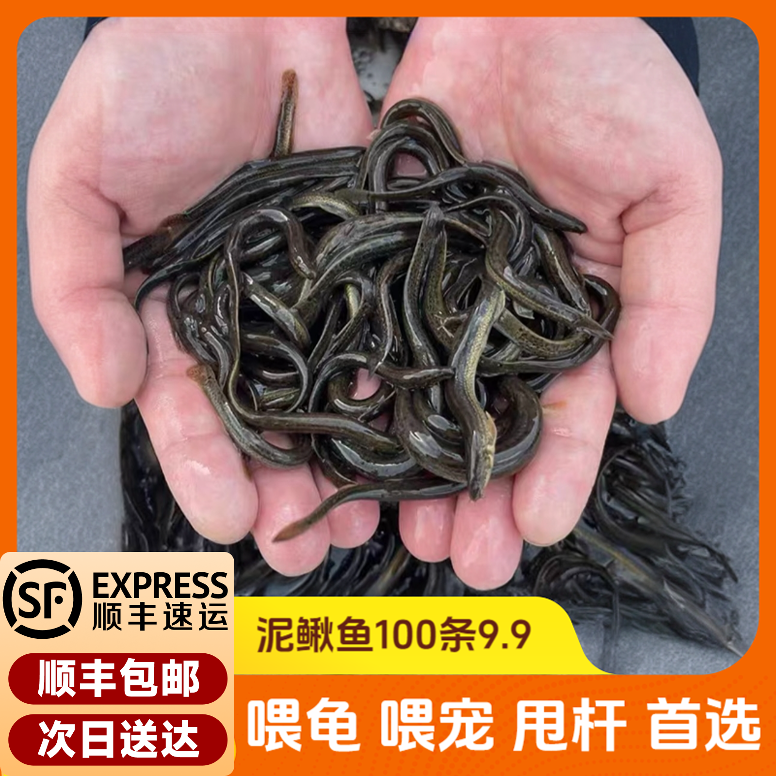 顺丰包邮泥鳅苗水族活体喂食饲料鱼喂龟 6角 筏钓翅嘴活饵