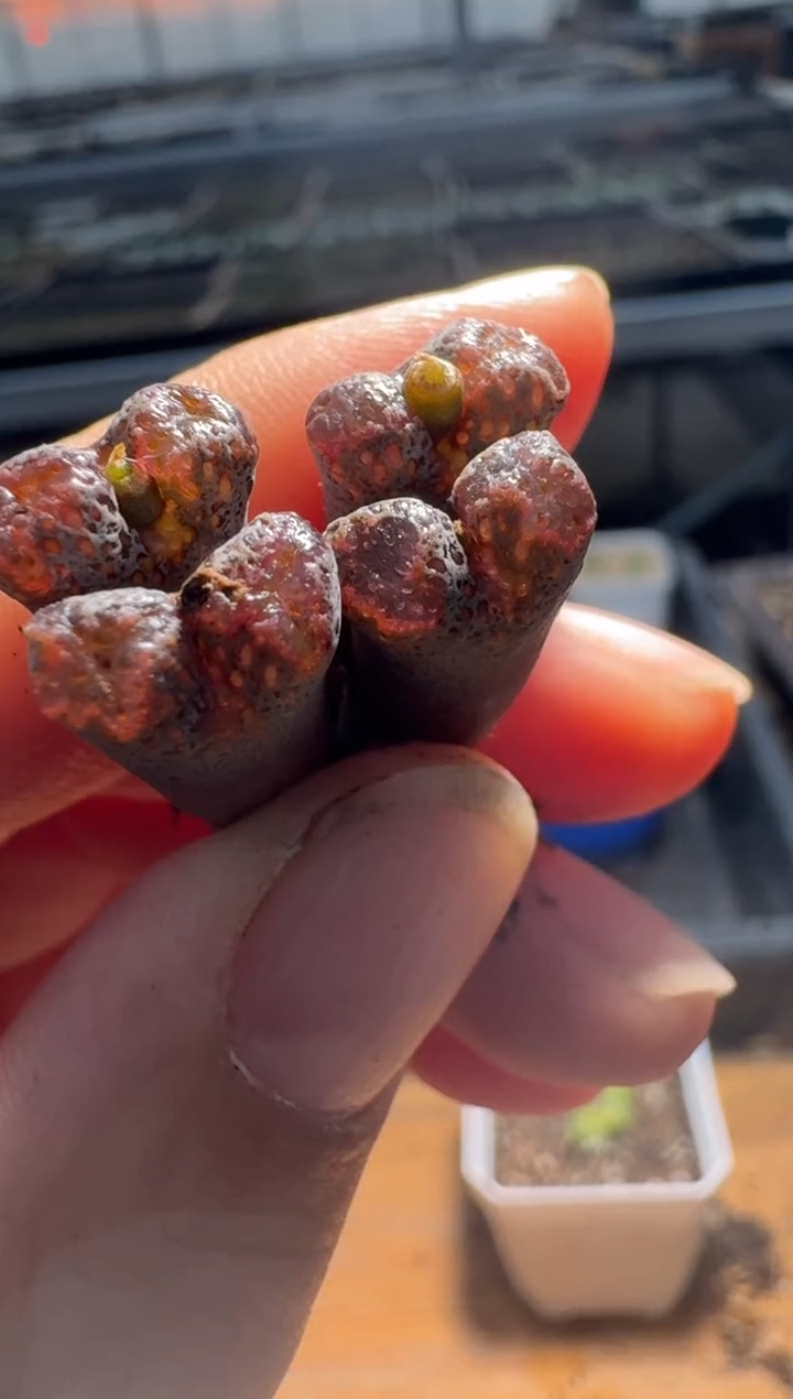 【闪购商品】2/4-387