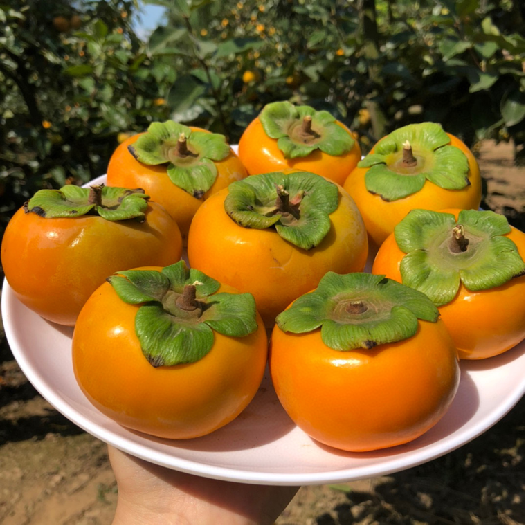  正宗阳丰脆柿巧克力应季柿子（建议削皮后食用）A