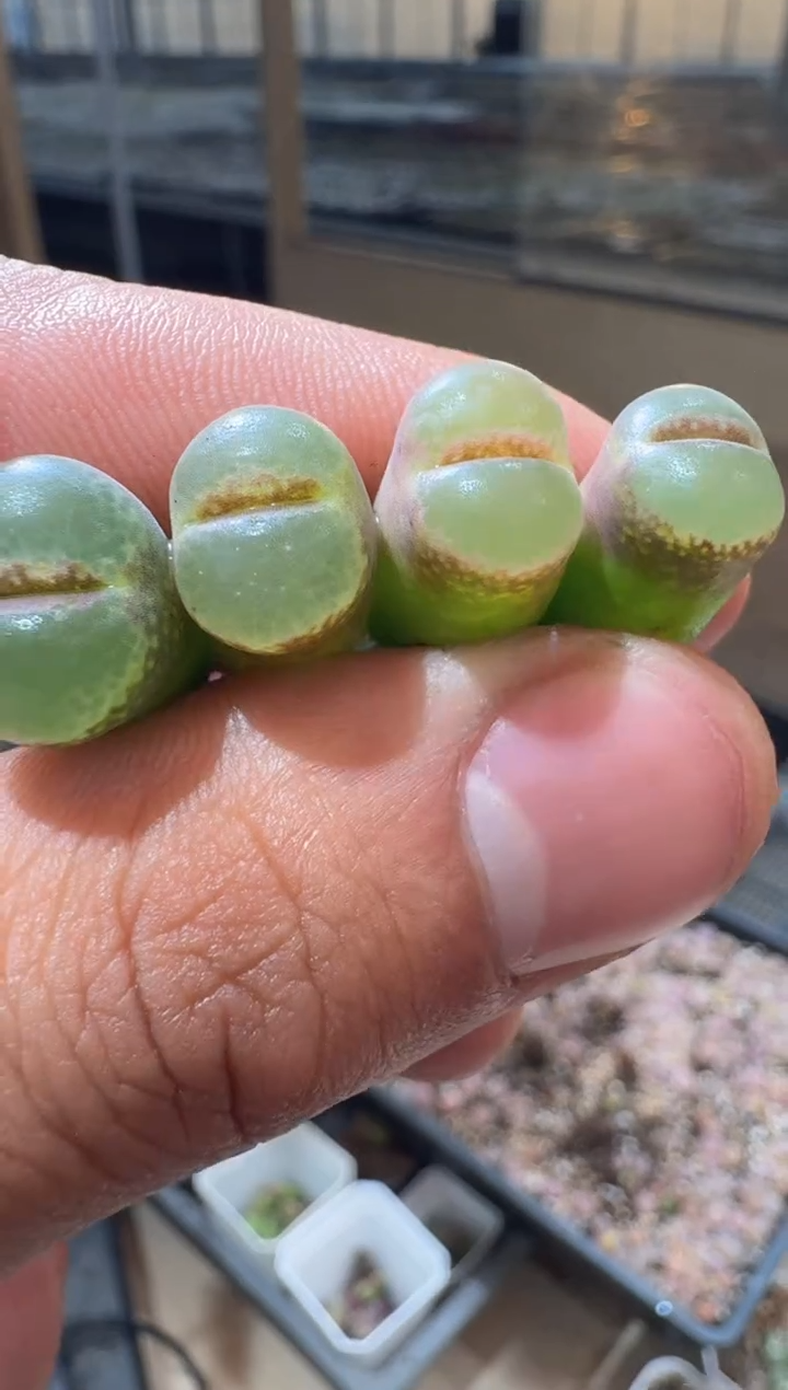 9-262多肉植物肉锥静香一颗