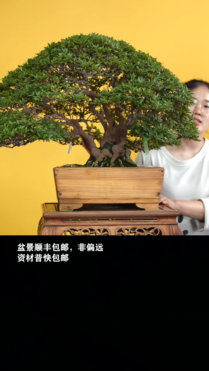 无花朵感*寿光-G2059