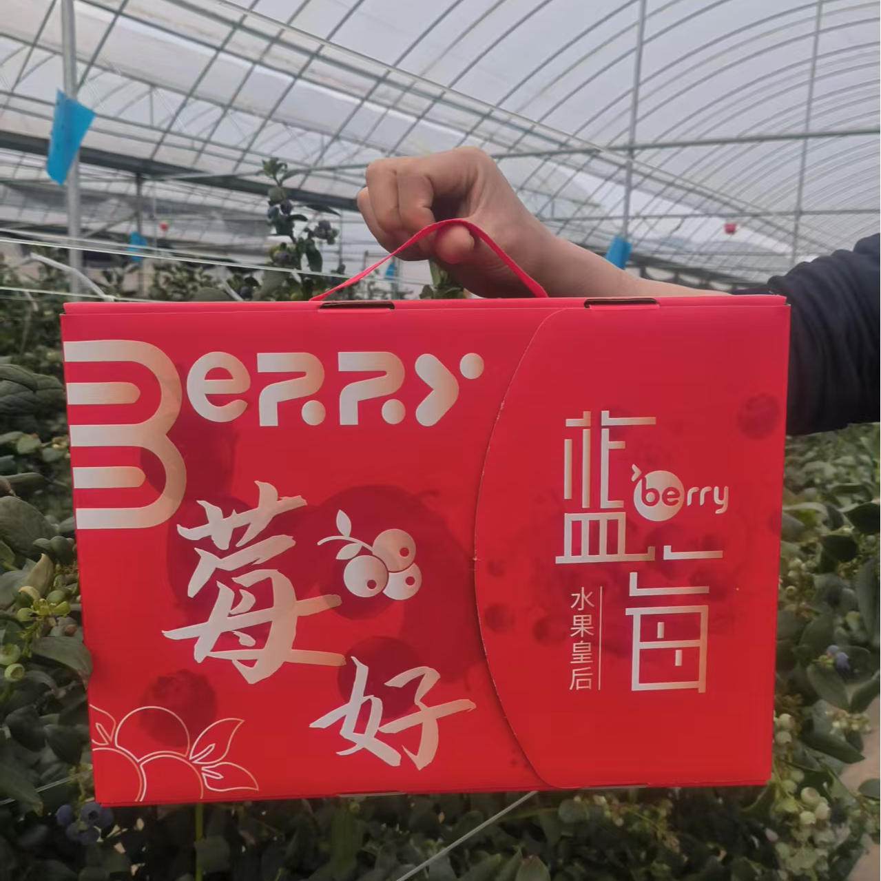 蓝莓礼盒装   125*6盒