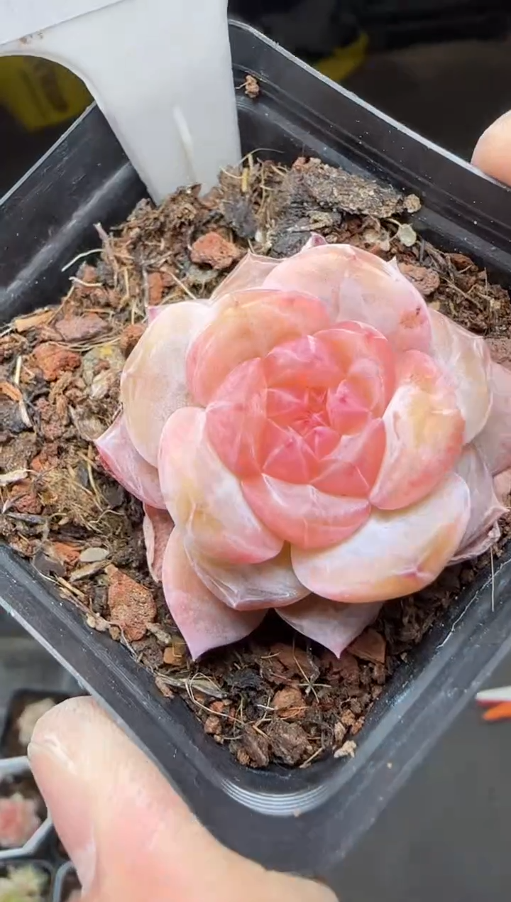 【闪购商品】一物一拍0213—84