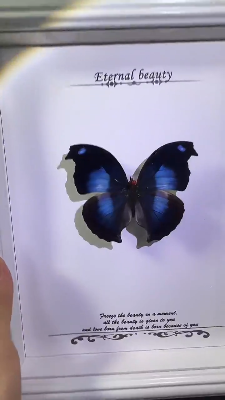 爱情鸟蛱蝶欧版相框