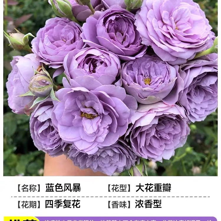 【蓝色风暴月季苗】月季花苗丰花勤花.皮实好养.阳台绝美