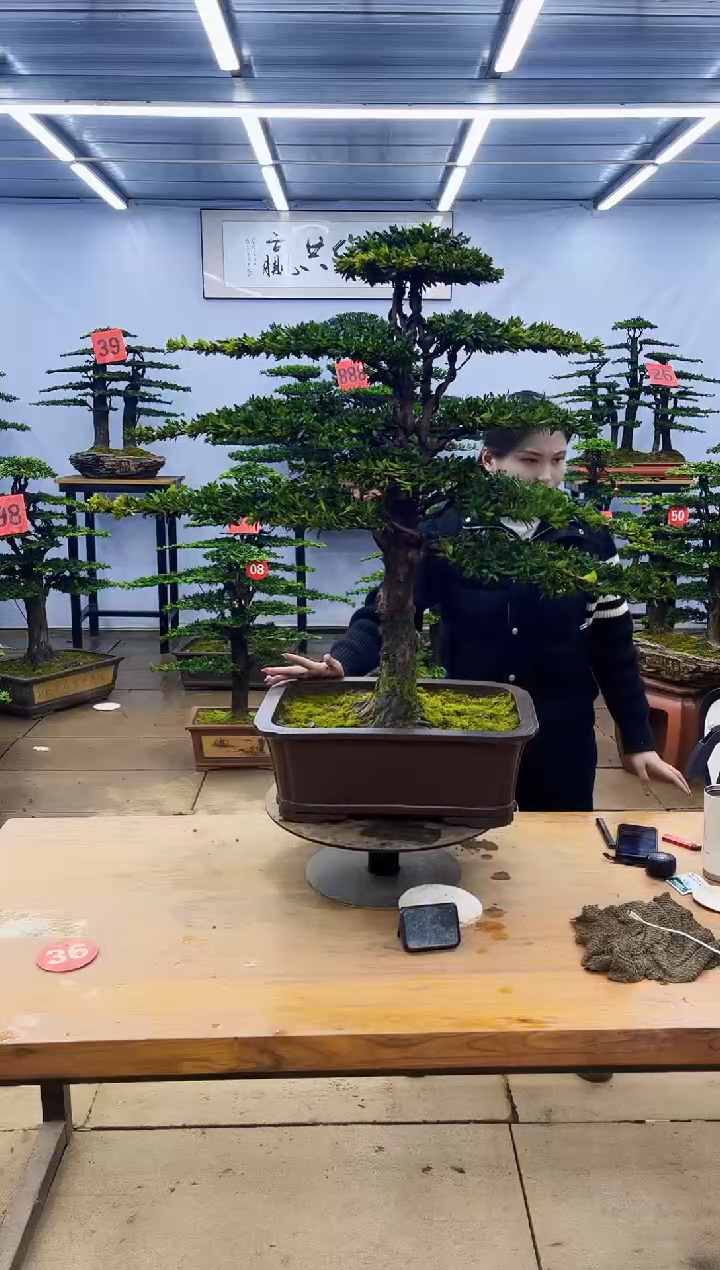 【闪购商品】高端盆景一物一拍，所见即所得