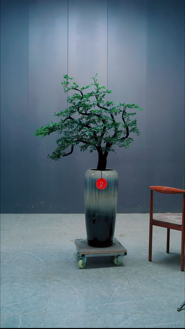 无花朵张*宇2广东小叶紫檀