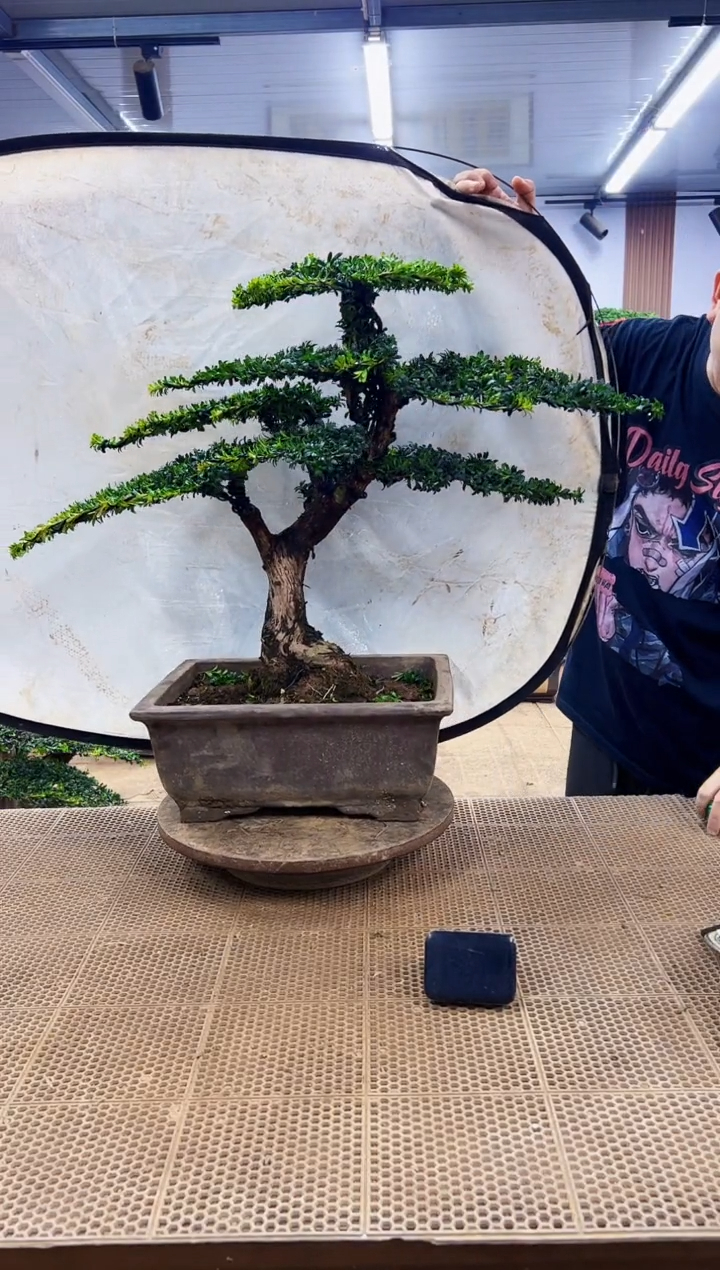 无花朵一物一拍，所见即所得