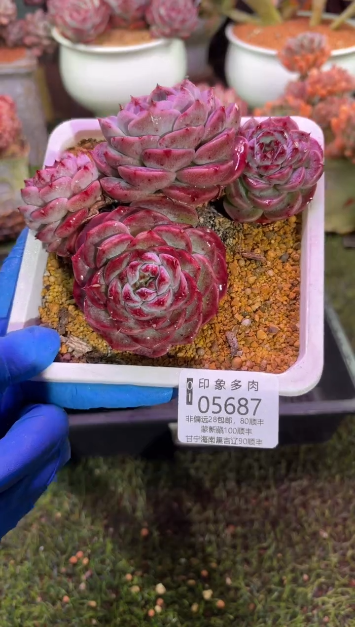 【闪购商品】05687