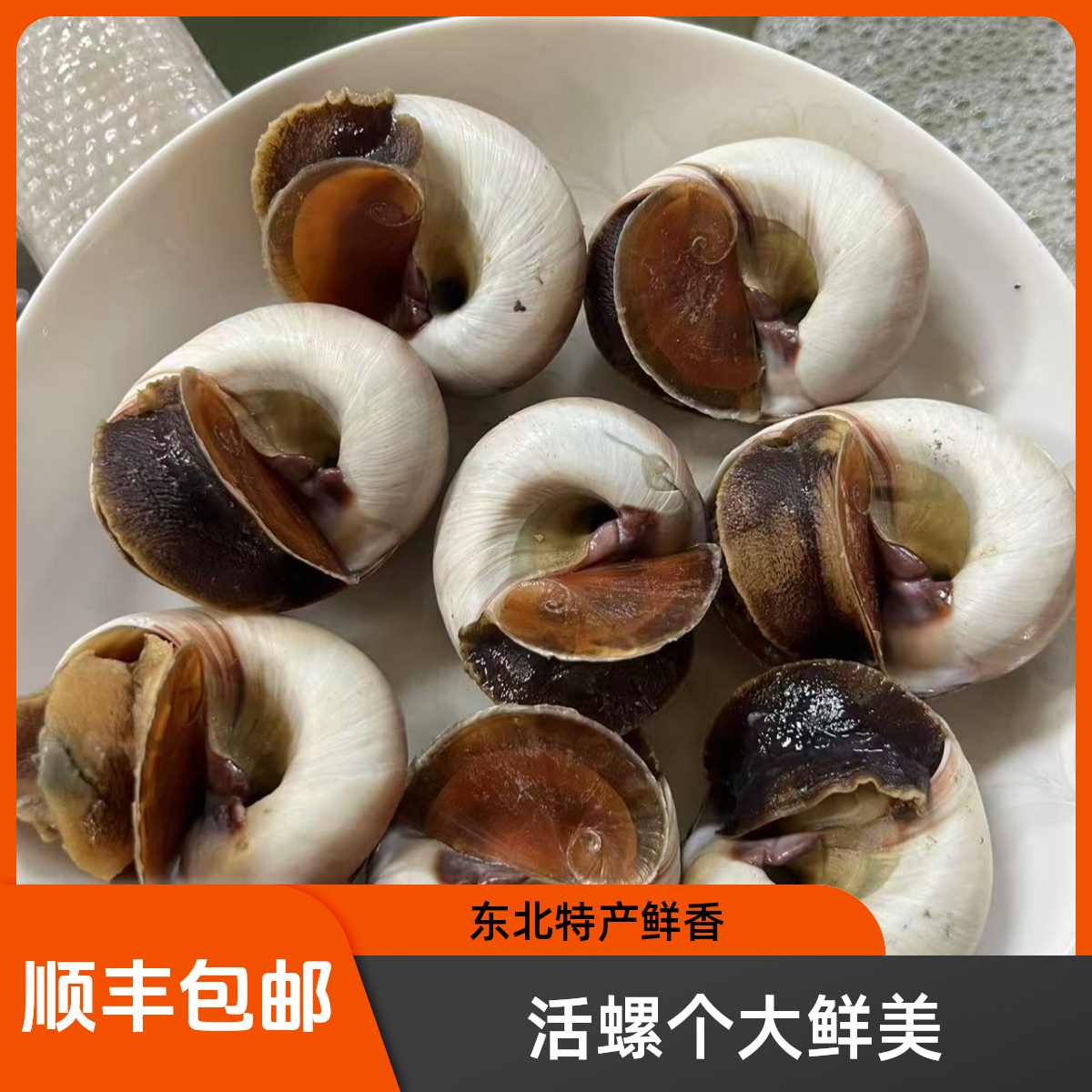 东港香螺猫眼螺肚脐螺8-13头（保鲜不保活）个别轻微泥沙介意勿拍