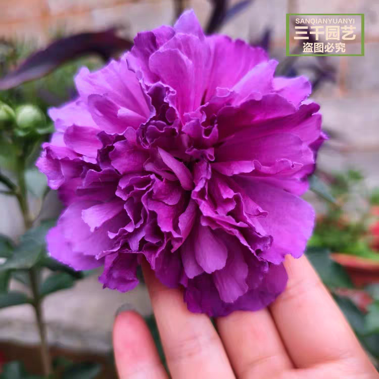 木槿花树苗可食用棒棒糖木槿花重瓣大苗阳台庭院盆栽耐寒多季开花