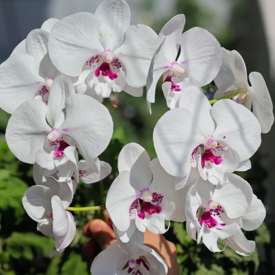 【蓉姐专属】蝴蝶兰—时空(任意两颗包邮只拍一颗发苗)