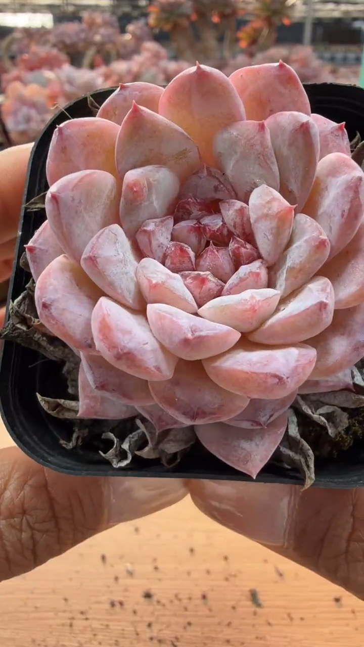 东云多肉园二店-85