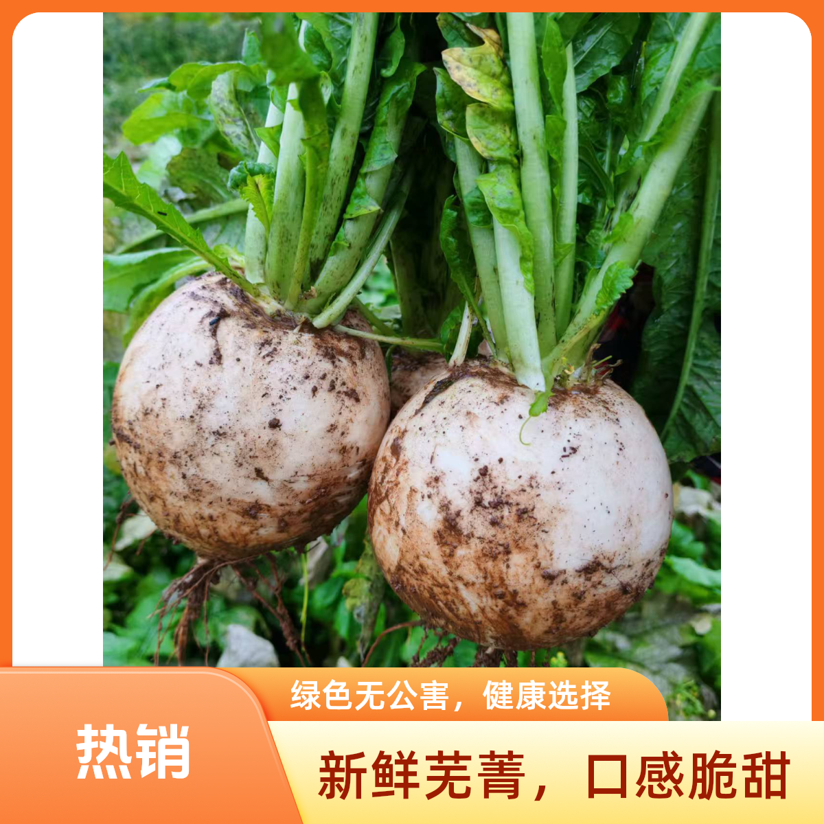 云南高山农家新鲜圆白萝卜汁多脆嫩清甜可口