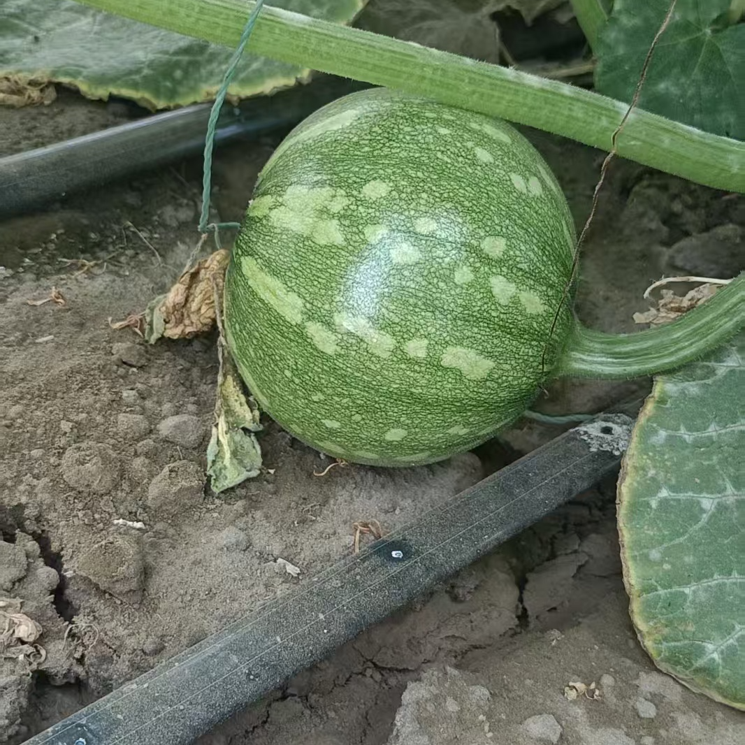 云南现摘老品种小麦瓜